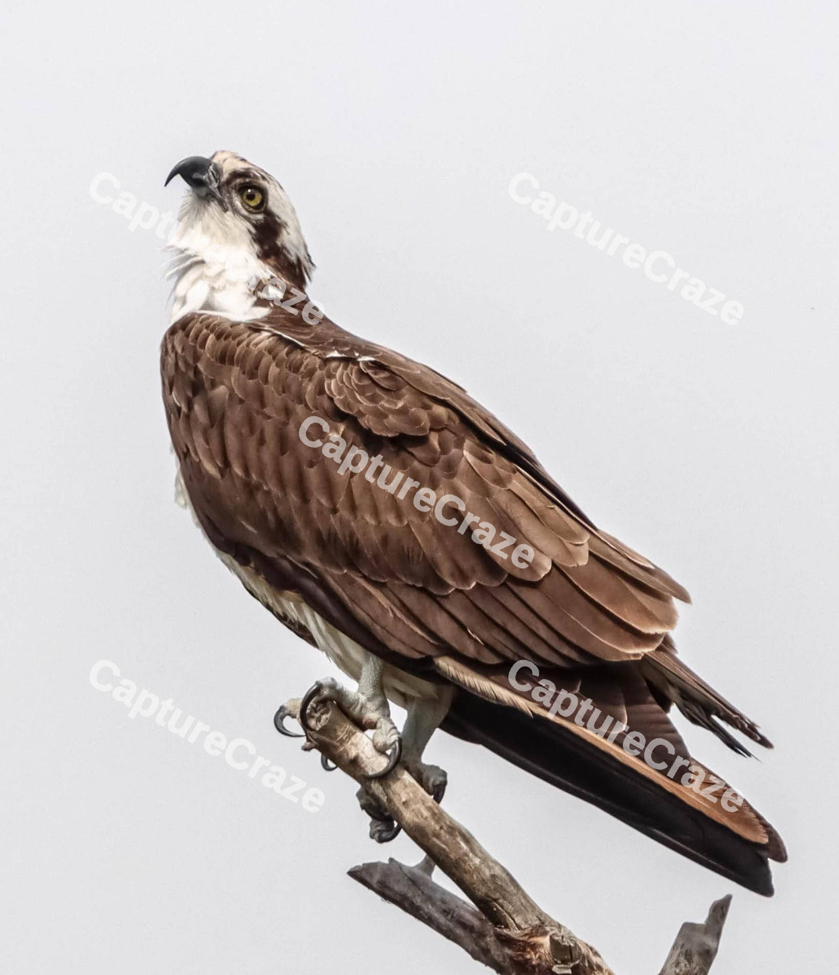 Osprey Bird